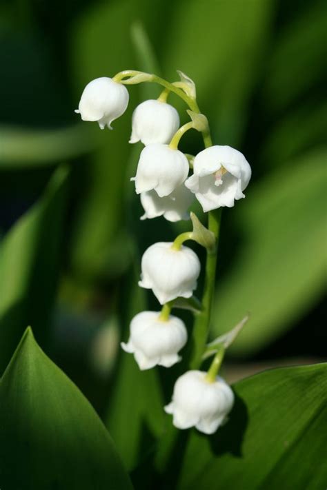 Lily Of The Valley Plant Its Meaning And Why Its Poisonous