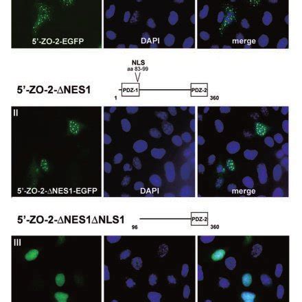 Subcellular Distribution Of EGFP Tagged Variants Demonstrating The