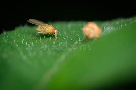 Leaf Miner Fly Insect Close Up Stock Photo Image Of Tiny Leafminer