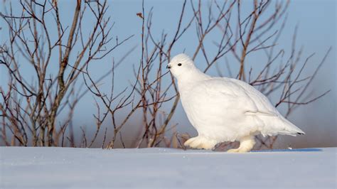 6 animals that change color in the winter | Live Science