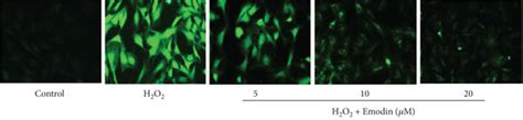 Effect Of Emodin On ROS And The Nrf2 NQO1 HO 1 Signaling Pathway In