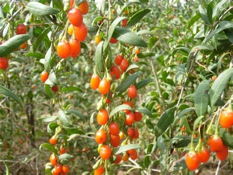 Chinese Lycium Barbarum Seeds China Goji Berry Seed Bell Garden