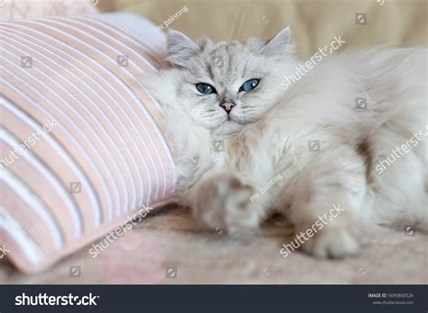 717 Nude Furries Images Stock Photos Vectors Shutterstock