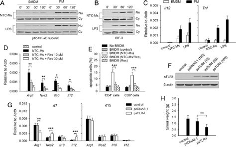 Distinct Tlr Signaling Is Involved In The Effect Of Ntc Ms On Bmdms A