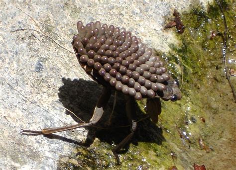 Belostomatidae, a male with eggs : pics