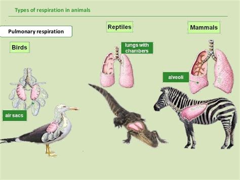 Types of respiration (1)