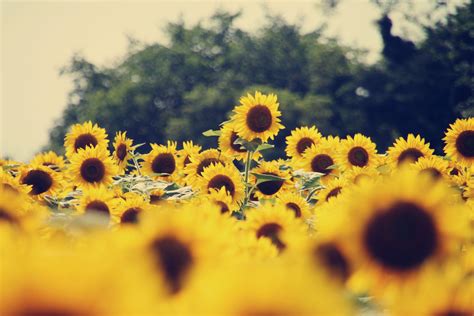 Sunflower Laptop Wallpapers - Top Free Sunflower Laptop Backgrounds ...