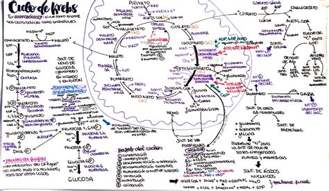 Ciclo de Krebs resumen Bioquímica General l n F tcrf O OJ