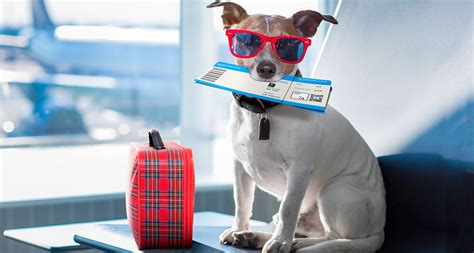 Consejos para viajar con tu perro en vacaciones Fanáticos de las mascotas