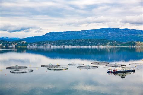 Premium Photo | Farm salmon fishing in norway