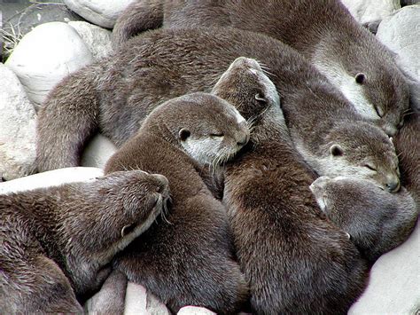 Sleeping Baby Otters by chynna67 on Flickr.... - hurts like heaven