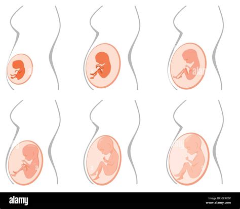 Vector Illustration Of A Six Pregnancy Stages Stock Vector Image And Art Alamy