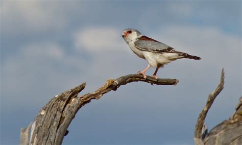 Definitive Guide To Pygmy Falcon Facts, Habitat, Conservation Status ...