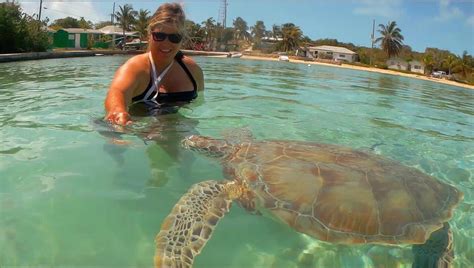 Even Keel Traveller Sea Turtles Bahamas Exuma Little Farmers Cay Farmers Cay