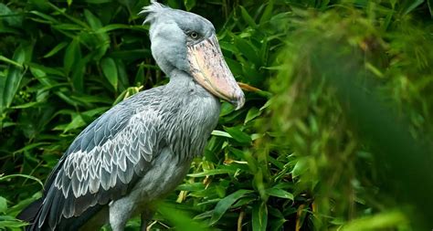 Shoebill Watching In Ziwa Rhino Sanctuary Bwindi Gorilla Park