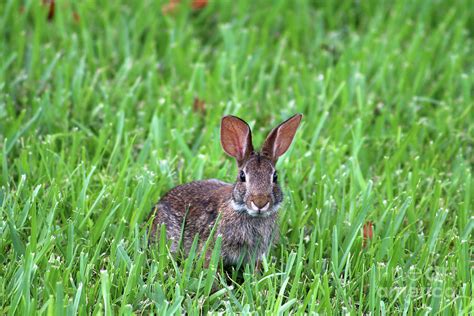 Florida Marsh Rabbit Photograph By Kerry Fischel Fine Art America