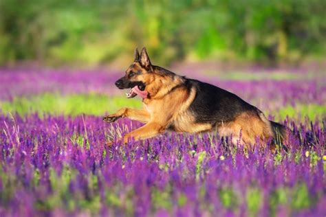 10 Most Loyal Dog Breeds Petsoid