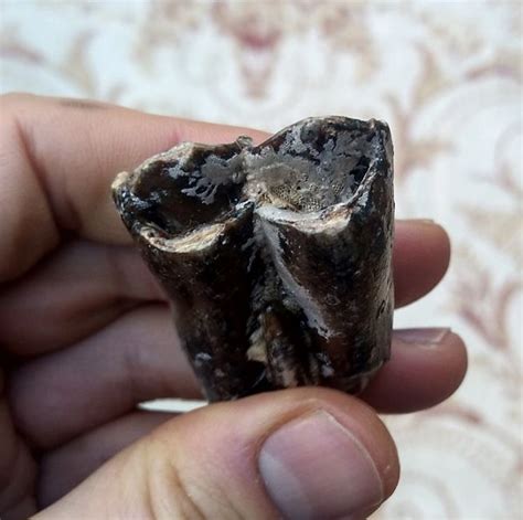 Fossil Steppe Bison Bison Priscus Tooth Teeth For Sale UK