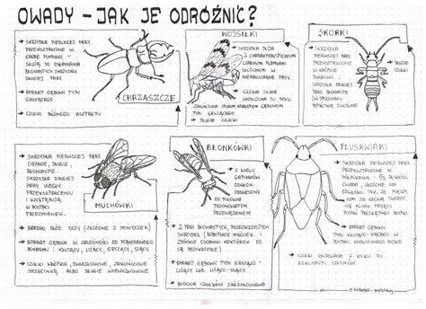 Klasa 6 Owady sketchnotka Złoty nauczyciel