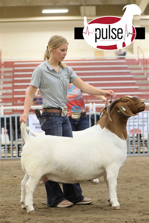 National Boer Goat Show JABGA Owned Fullblood Does Division III