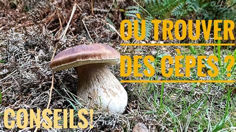 O Trouver Des C Pes Facilement Indices Et Astuces Champignons Cepe