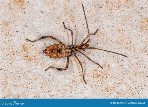 Leaf-footed Bug nymph stock image. Image of insect, coupling - 255483915