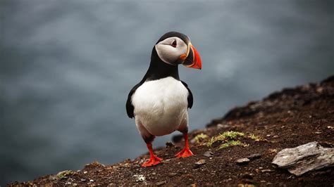 Puffin Wallpapers - Top Free Puffin Backgrounds - WallpaperAccess