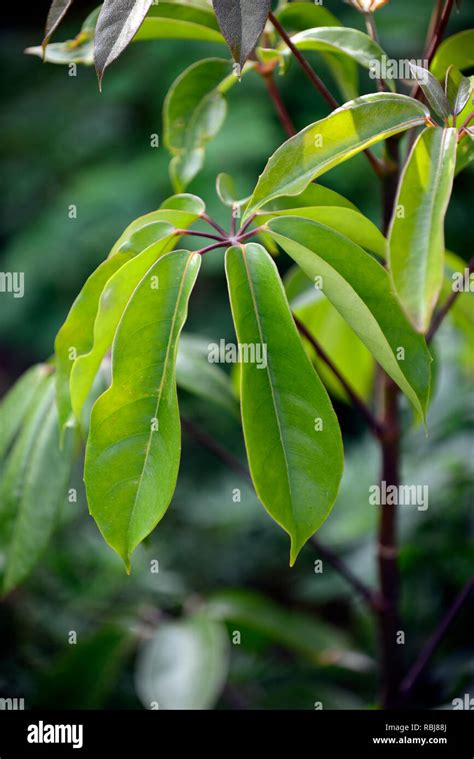 Oreopanax epremesnilanum,árbol siempreverde,hojas de color verde ...