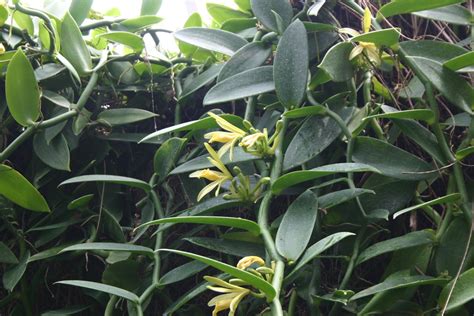 Vanilla Orchids Plant Leaves Orchids Vanilla Orchid