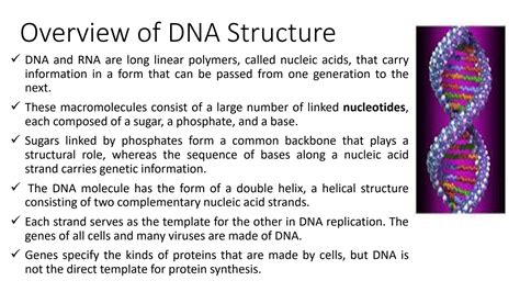 SOLUTION: Lecture 11 DNA and RNA structure - Studypool