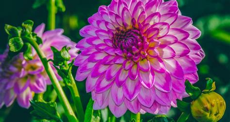 About Dahlias National Dahlia Society