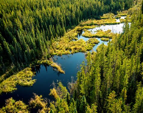 Boreal Forest - Nature Conservancy of Canada