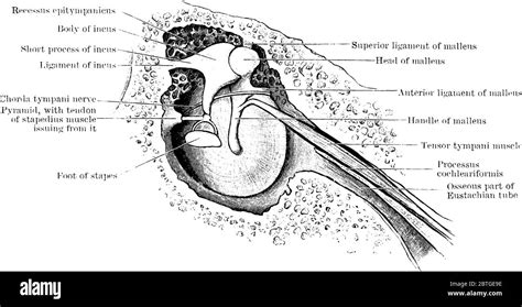 Labeled Tympanic Membrane