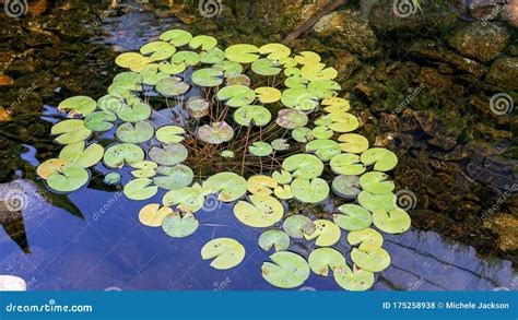 Lily Pads In A Pond Stock Photo Image Of Blooming Floral 175258938