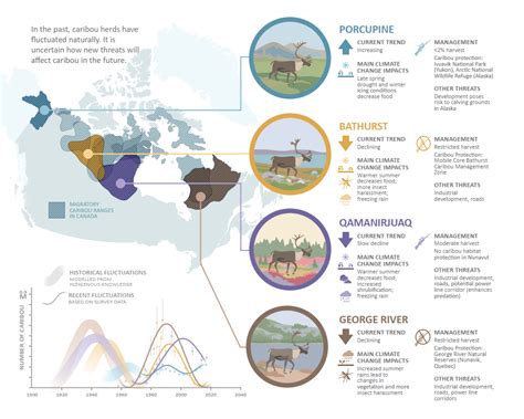 Caribou Heartbeat Of The Tundra Canadaca