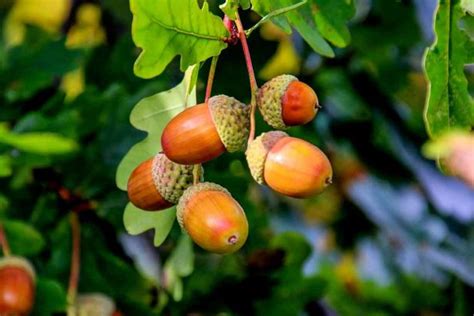 Can You Eat Acorns and Are They Nutritious? - Nutrition Advance