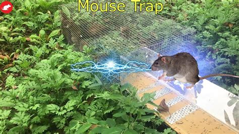 Diy Electric Rat Trap With Capacitor