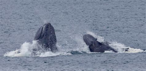 Humpback Whales Megaptera Novaeangliae Bubble Feeding Flickr