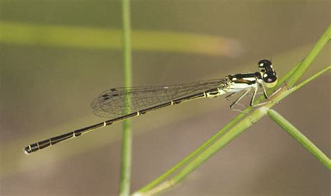 Fragile Forktail Ischnura Posita