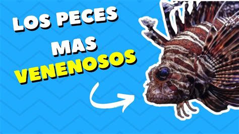 Los 9 Peces Más Venenosos Del Mundo Belleza Mortal En El Océano