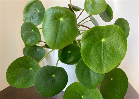 Chinese Money Plant Pilea Peperomioides Plantsmith