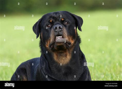 Male Rottweiler Hi Res Stock Photography And Images Alamy