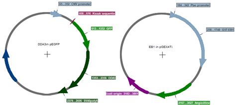 Molecular Cell Research Werkcollege