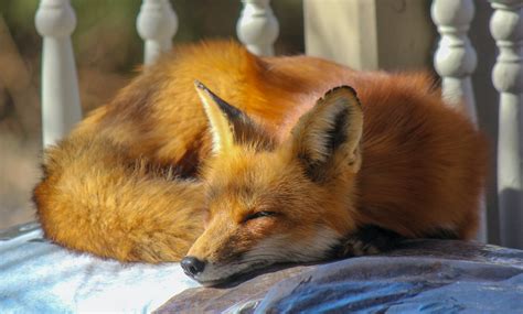 Close-Up Photo of Sleeping Fox · Free Stock Photo