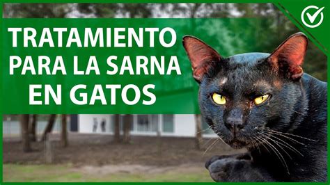 C Mo Saber Si Mi Gato Tiene Sarna S Ntomas Y Tratamiento Para La