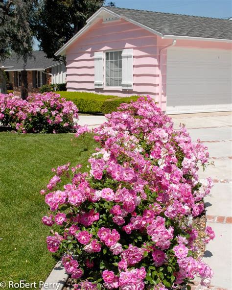 White Shrub Rose Inland Valley Garden Planner