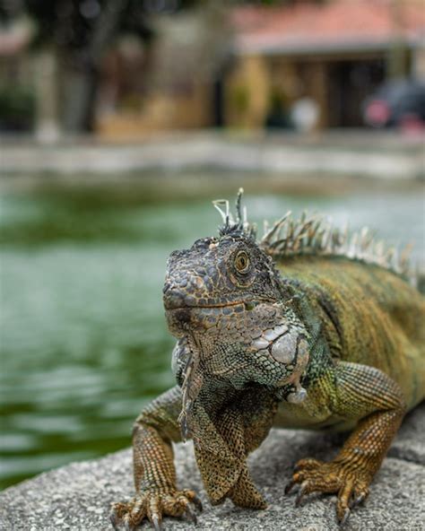 Una Iguana Verde Se Sienta En Una Repisa De Piedra Frente A Un Lago