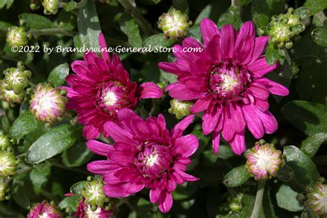 Chrysanthemums a Trio of Purple Blooms art print | Brandywine General Store