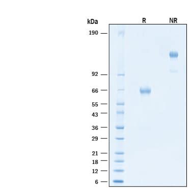 Recombinant Human PD 1 Fc Chimera Alexa Fluor 647 Protein AFR1086 By