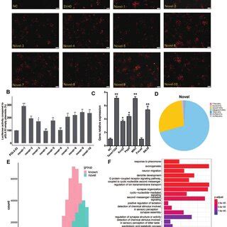 Genomic Annotation And Functional Validation Of Novel Enhancers